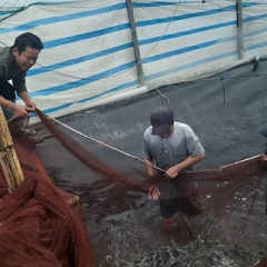 Ninh Bình: Ứng dụng khoa học kỹ thuật trong nuôi tôm thẻ chân trắng 3 vụ/năm